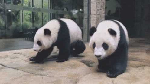 纪录片《我的朋友不是人》：熊猫三胞胎的“人类妈妈”陈淑青