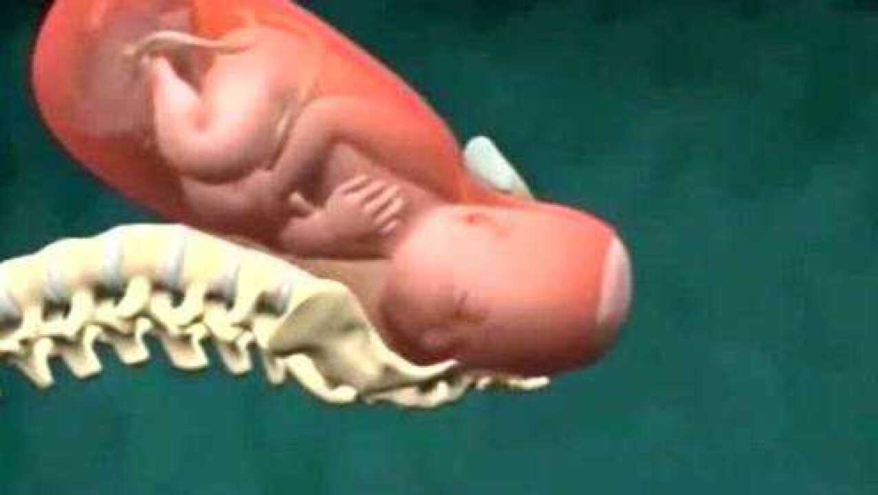 自然分娩宫口开十指,宝宝就可以生下来了,3d动画演示下可真棒!