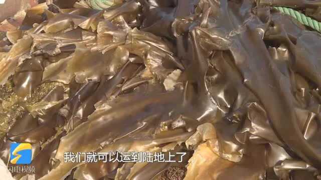 今朝更好看 | 新渔民“海带爸爸”李明潭:向海而生!将海藻类生物哺育成肥