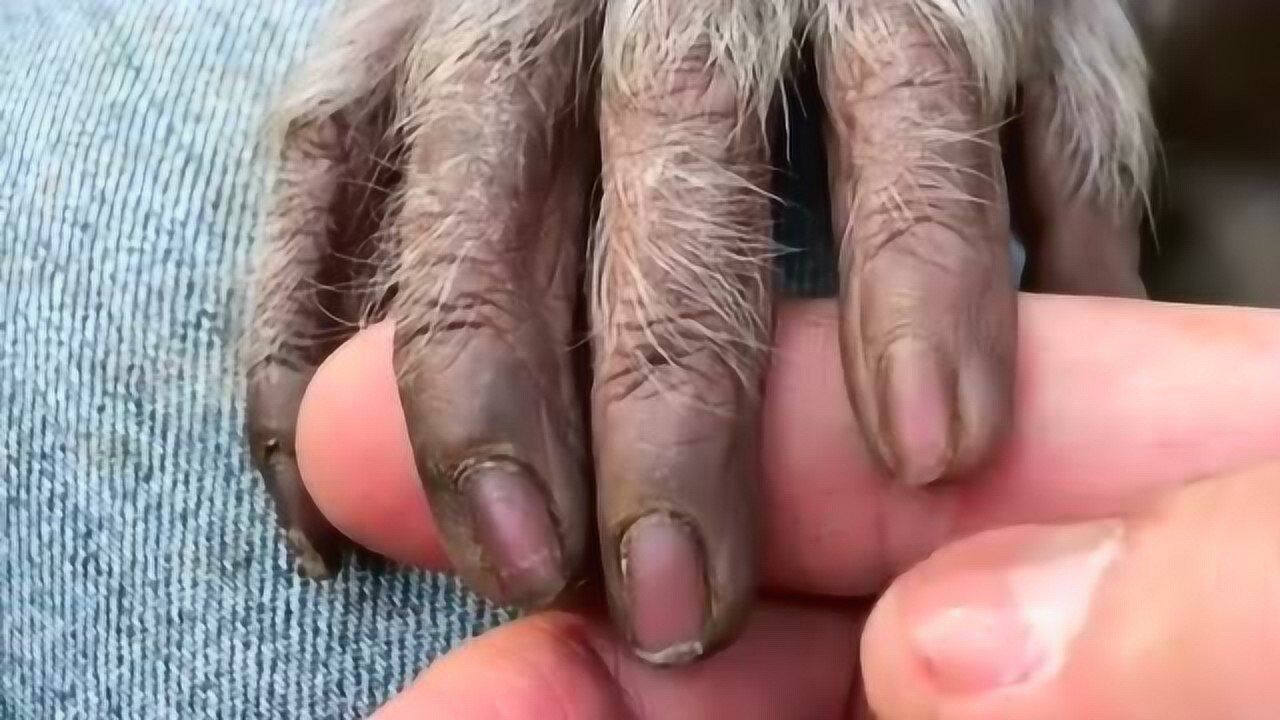 猴子的手指甲跟人类几乎没有差别怪不得都说是猴变的