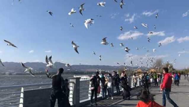 高原明珠,滇池海鸥