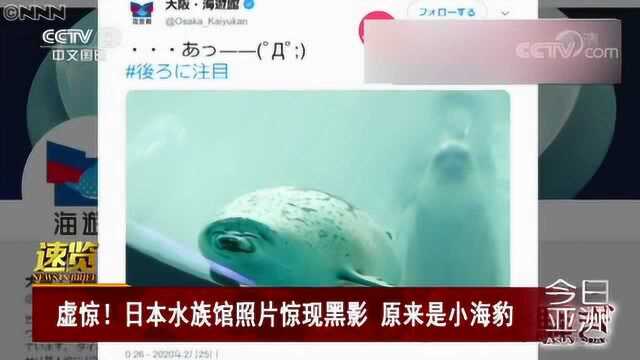 虚惊!日本水族馆照片惊现黑影 原来是小海豹