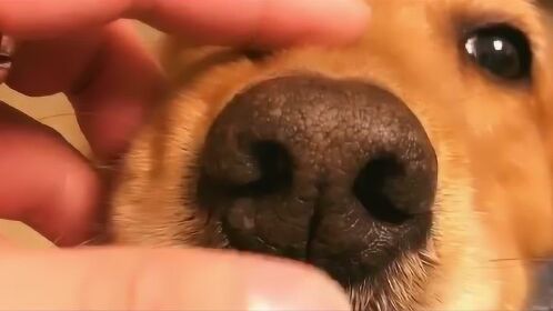 我一直特别好奇狗狗的鼻子和嘴巴中间为啥有一条缝,这是人中吗?