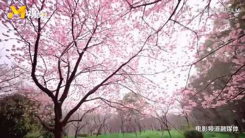 航拍武汉东湖樱花盛开
