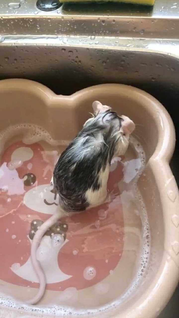 老鼠在洗澡,其实我们爱干净也是认真的.