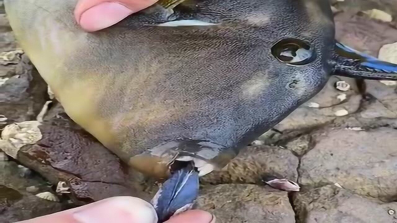 这是一条什么鱼尖牙利齿的咬起东西来咯咯响很像我丈母娘嗑瓜子的样子