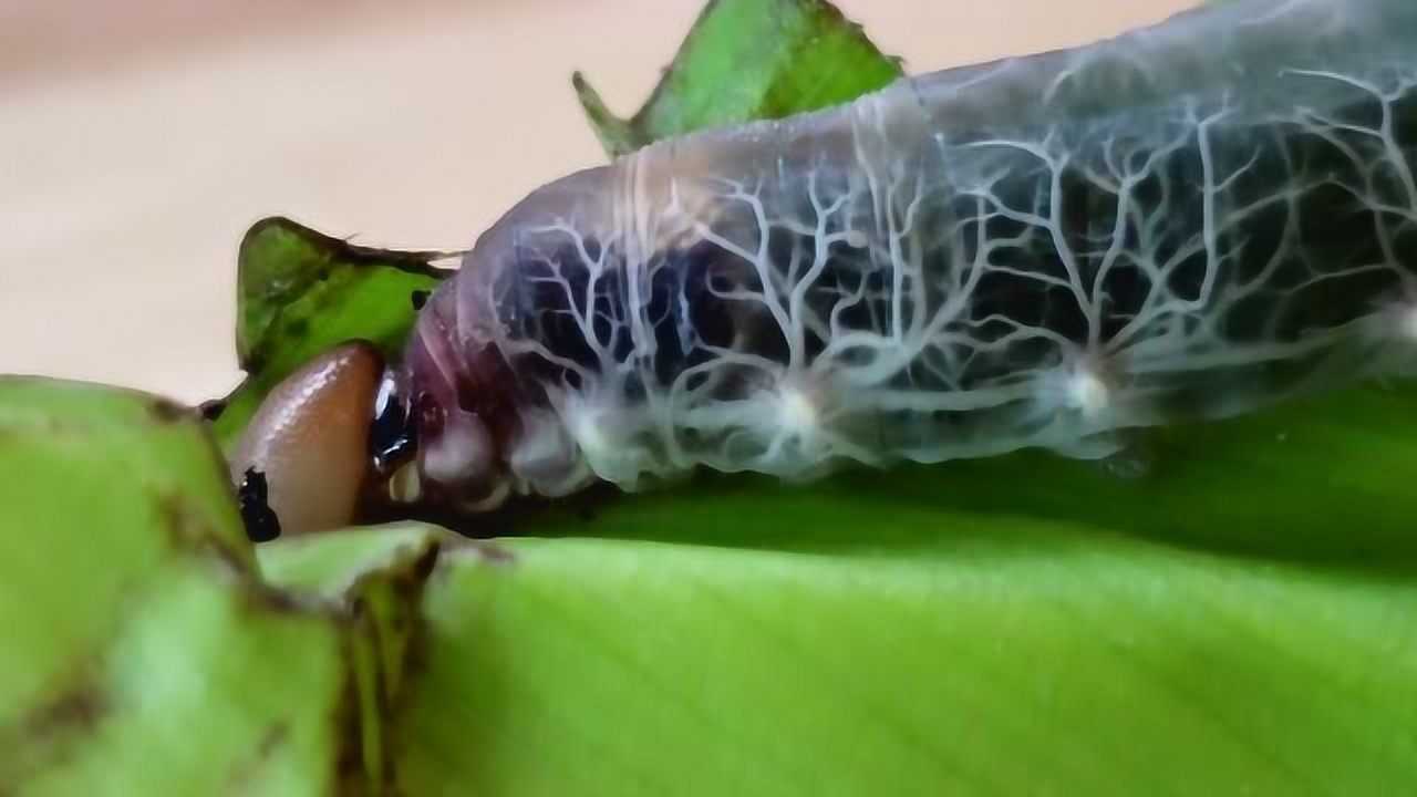 这虫子是什么品种全身透明,血管看得一清二楚!