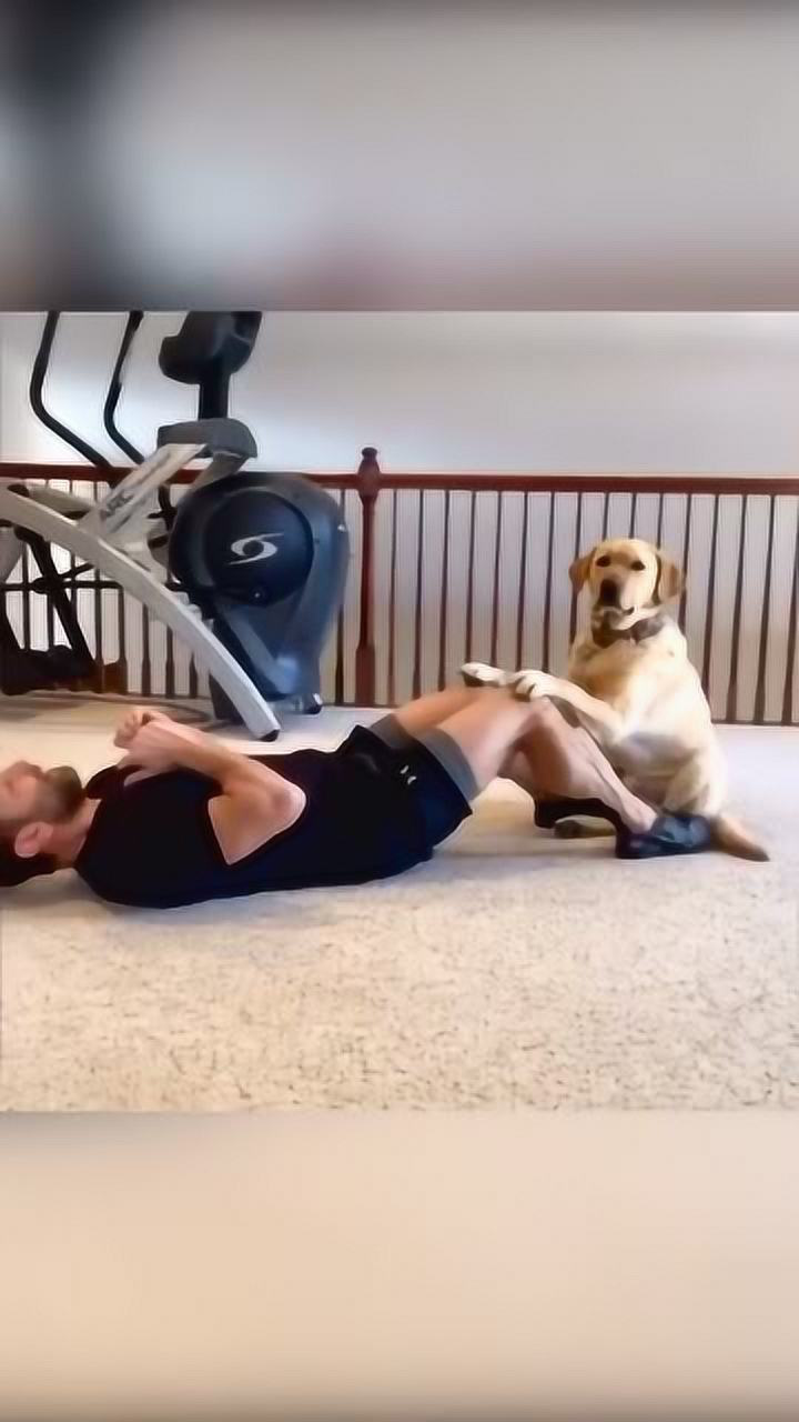 纽约三岁的拉布拉多犬马格努斯变身主人的"健身教练",指导他做运动