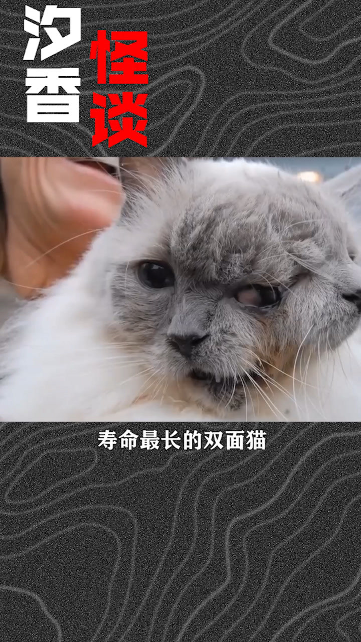 罕见的两张脸四只眼睛的猫而且寿命还很长