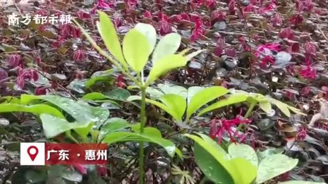 强流天气频发季来了!惠州今明两天局部雨势较大