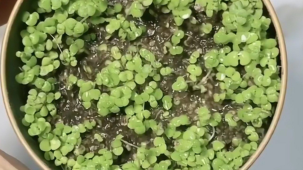 在这个桃花盛开的季节我的海藻泥竟然也发芽了怎么办啊
