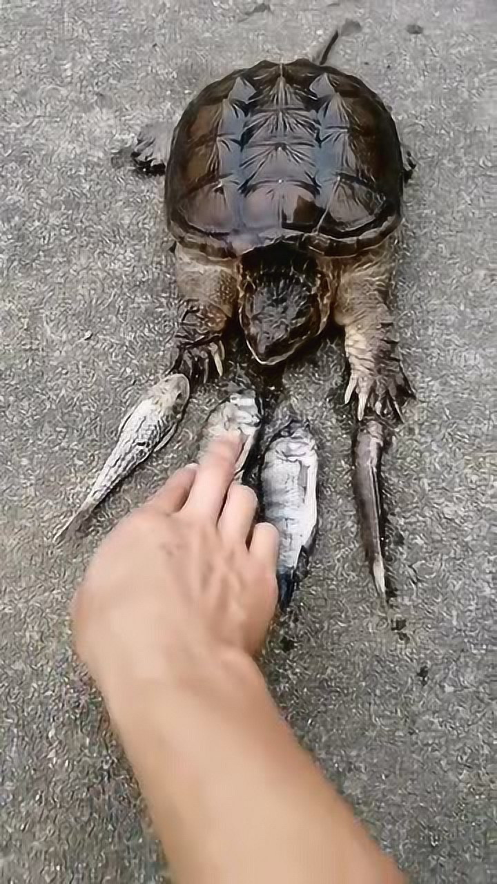 你見過烏龜吃魚嗎,尼瑪這麼兇啊,動作好快!_騰訊視頻