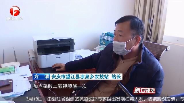 全托管 云服务 安徽各地:疫情防控之下 抢抓农时忙春耕