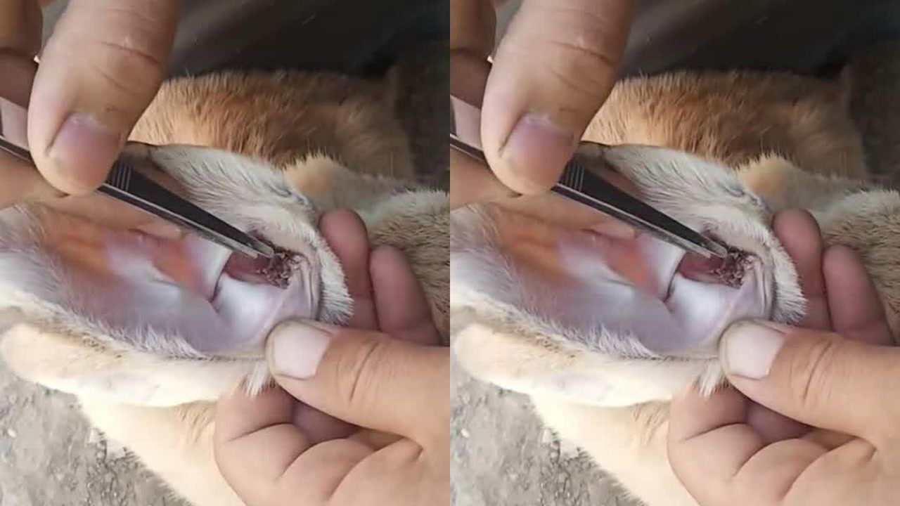 把兔子耳朵里面儿的螨虫清理出来