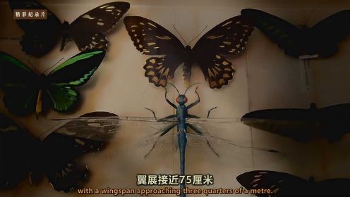 3亿年前的蜻蜓展翼有75厘米之大！昆虫体型跟含氧量有何关联？