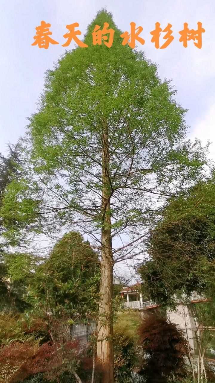 春天的水杉树