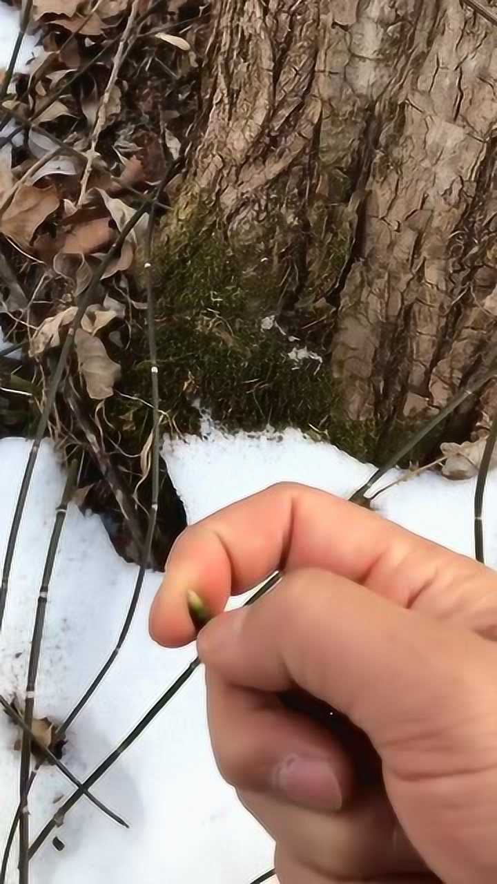 错草生长在潮湿多水处冬季时内壁饱含水分折断即可食用