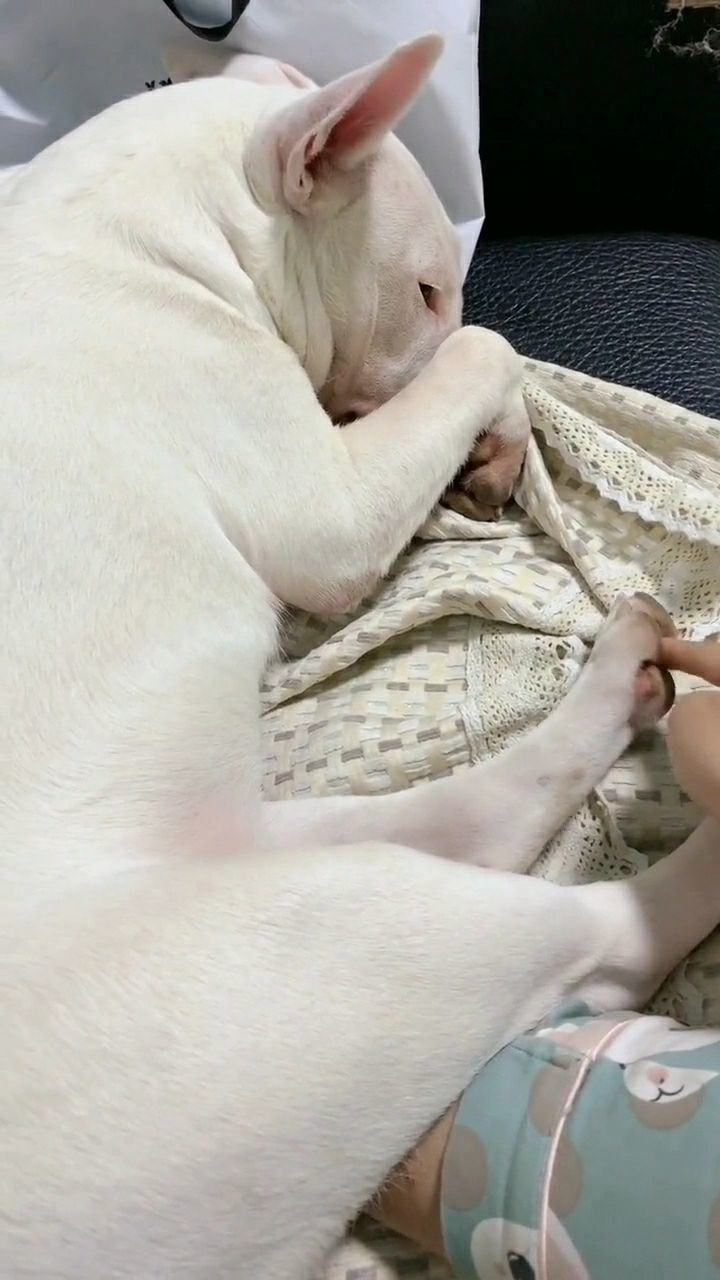 原来狗狗和人一样,挠脚心都会痒,那就是它的痒痒肉呀