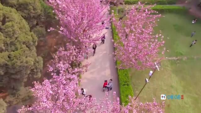 和樱花“云”约会,感受春日新生气息