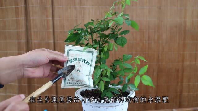 4个方面打点到位,月季长得枝繁叶茂,新芽不断往外冒