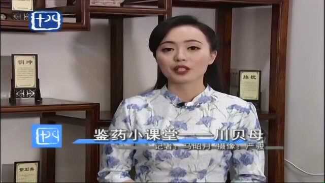 中药小课堂:川贝母,一般用于治疗肺热燥咳、干咳少痰等病症