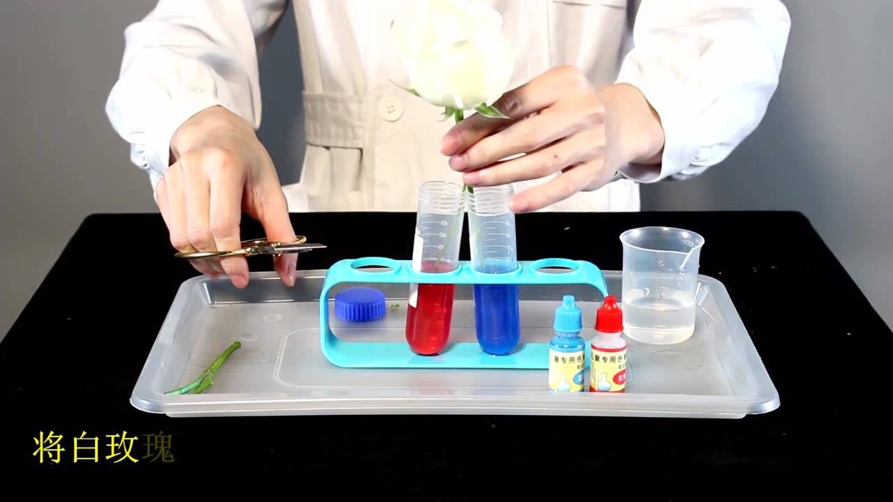 52-双色花-科学实验_高清