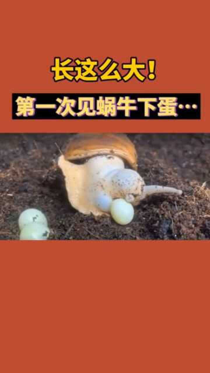 你见过蜗牛下蛋吗?