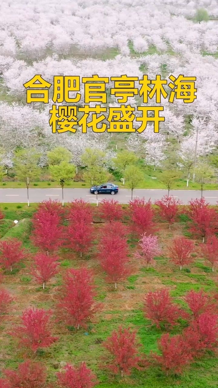 航拍合肥祥源幸福农场樱花带上心爱之人去赏樱花吧全国赏花日历云游