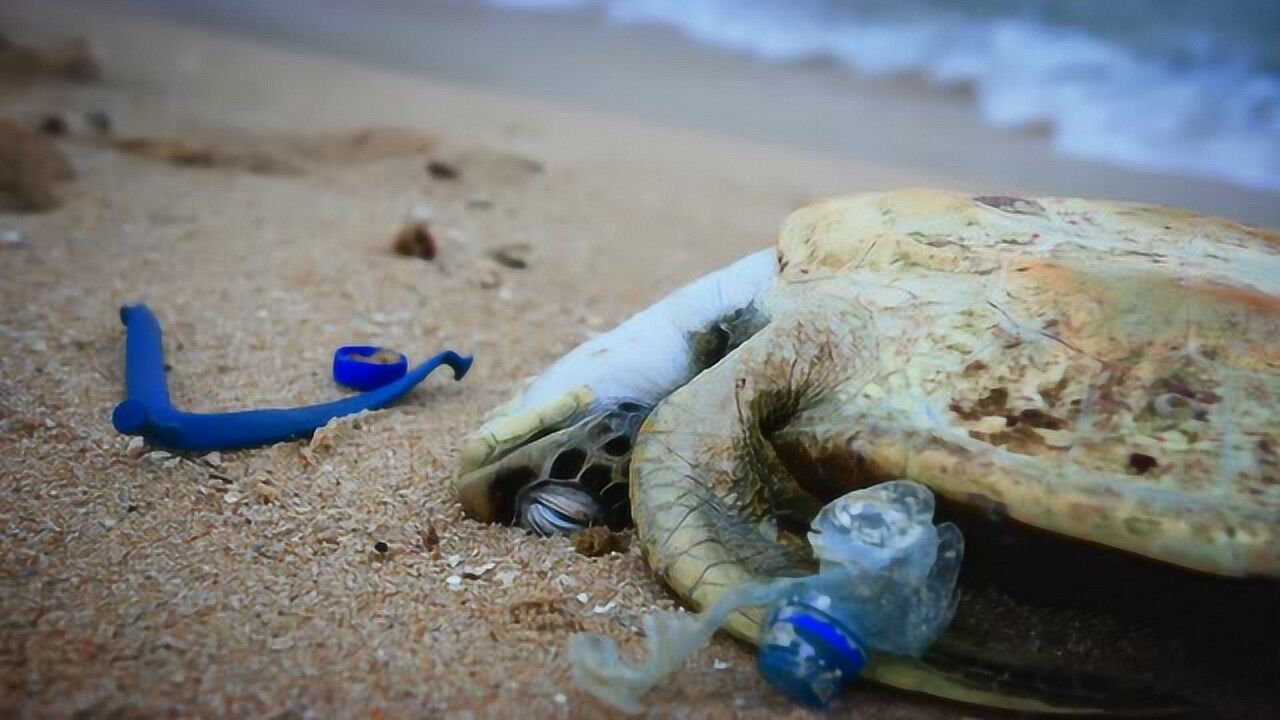 彭于晏《举手之劳 保护海龟》公益广告