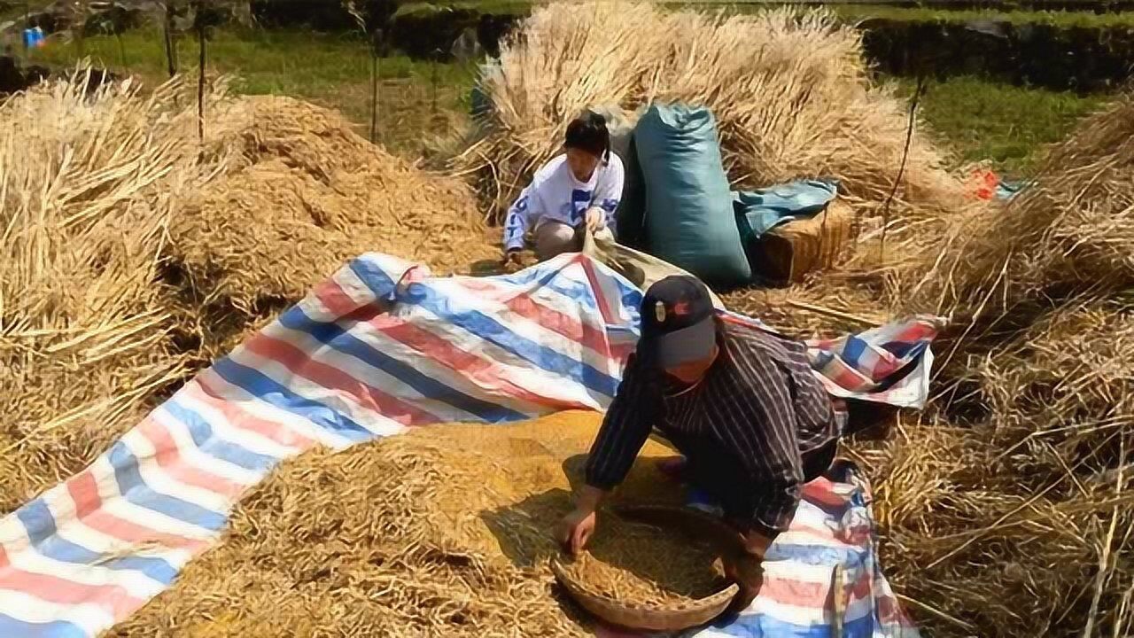 收穫的季節怎麼能夠少了打油菜籽兩姐妹辛苦了