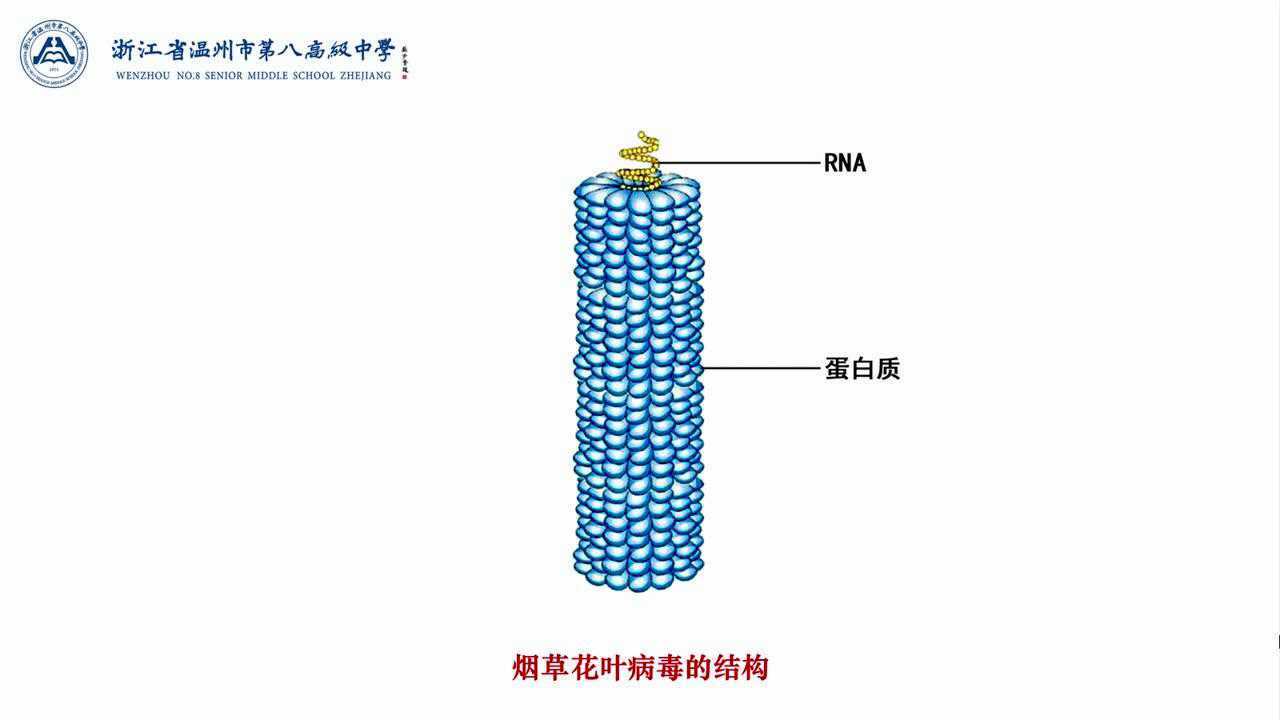 烟草花叶病毒的感染和重建实验_腾讯视频