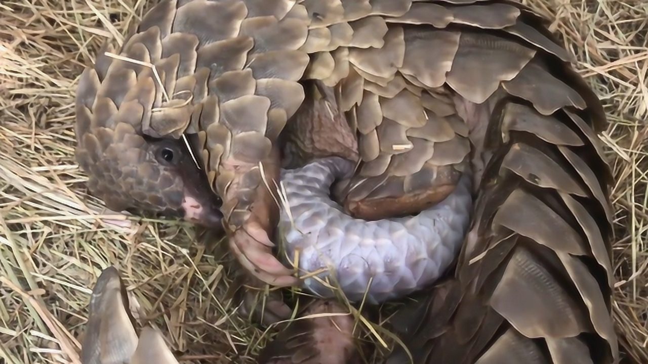 穿山甲是如何带宝宝的场面难得一见镜头记录全过程