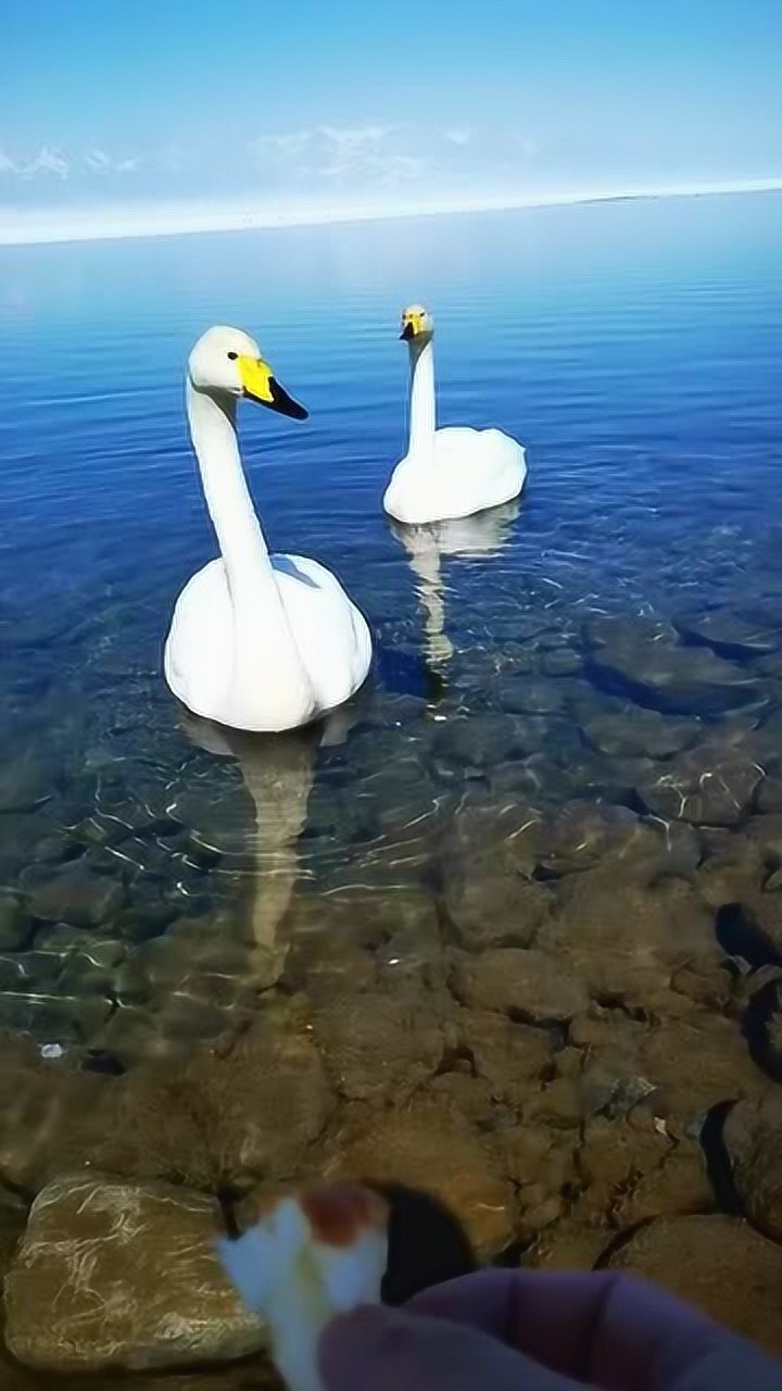 两只大鹅戏水,洁白的羽毛跟风景融为了一体