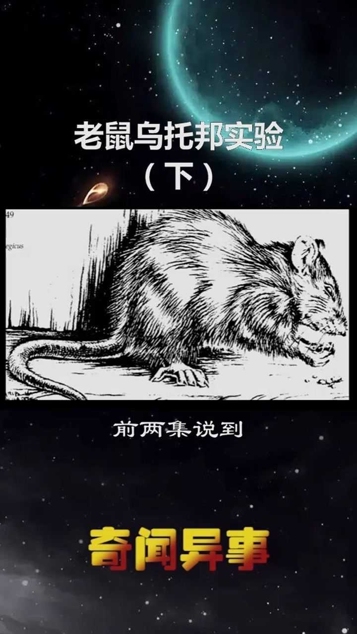 老鼠乌托邦实验.