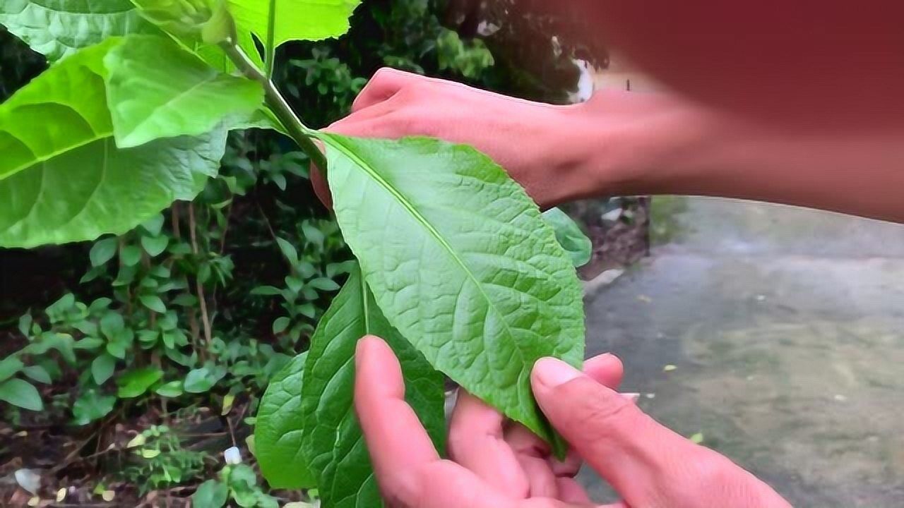 农村每家每户都种的"将军叶",究竟有什么用,大家了解一下