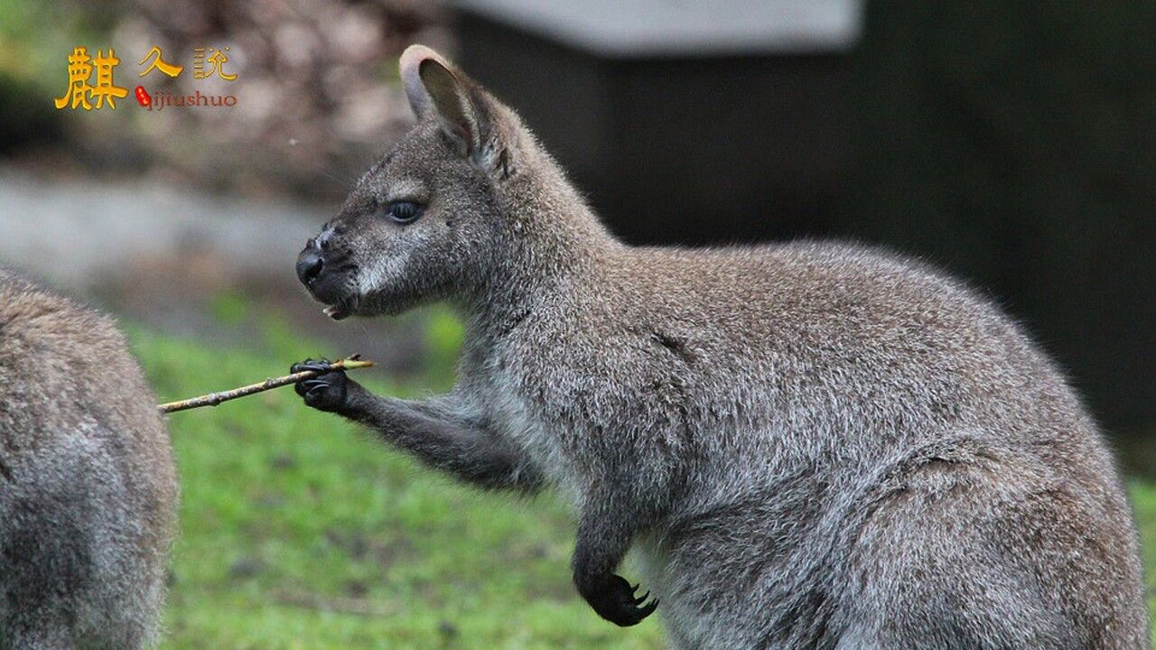 世界上最快乐的动物短尾矮袋鼠