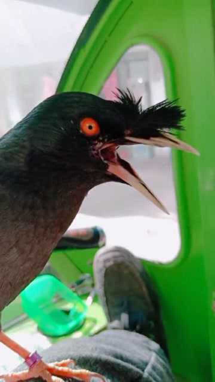 八哥说话不需要剪舌头,也不需要烫舌头,证明给你们看