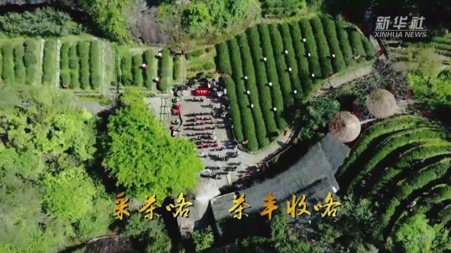 武夷山举行喊山祭茶仪式