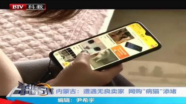 内蒙古:遭遇无良卖家 网购“病猫”添堵