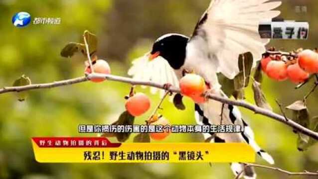 太残忍!野生动物拍摄的“黑镜头”太吓人 如此虐待行为让人心痛!