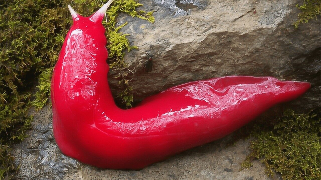 澳大利亚发现粉红色"蜗牛",能长到比手掌大,网友:好漂亮