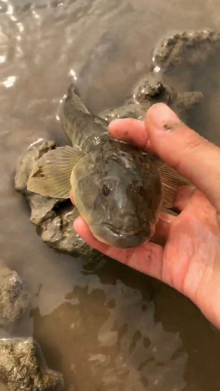 在石头缝发现一条厚嘴唇的鱼它的名字我还不确定