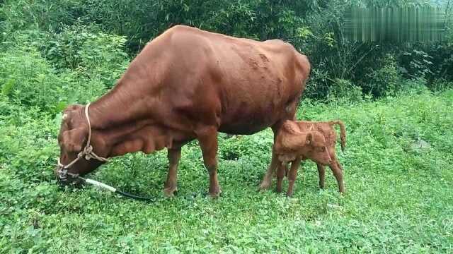 牛宝宝太可爱