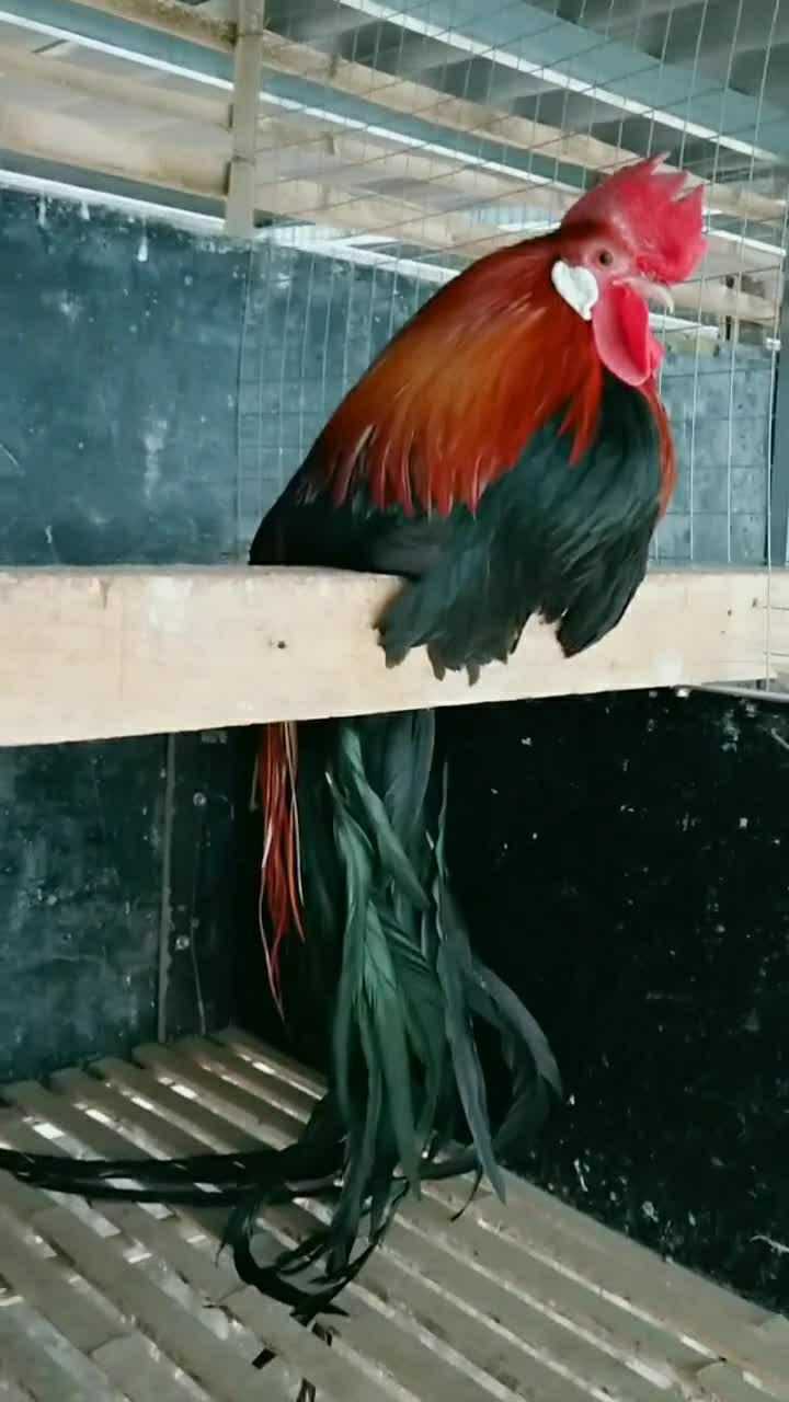 这个叫日本长尾鸡也是一种观赏鸡很漂亮的