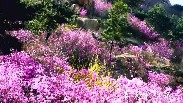 青岛西海岸新区大珠山景区:春来飞红第一山