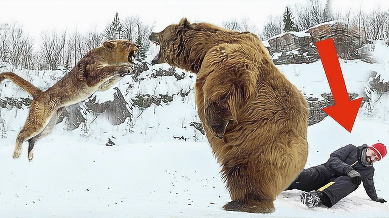 泪奔熊也会为拯救人类与狮子干架盘点6个感人的动物救人的故事