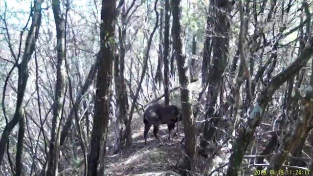 浙江仙居括苍山发现珍稀濒危野生动物“中华斑羚”