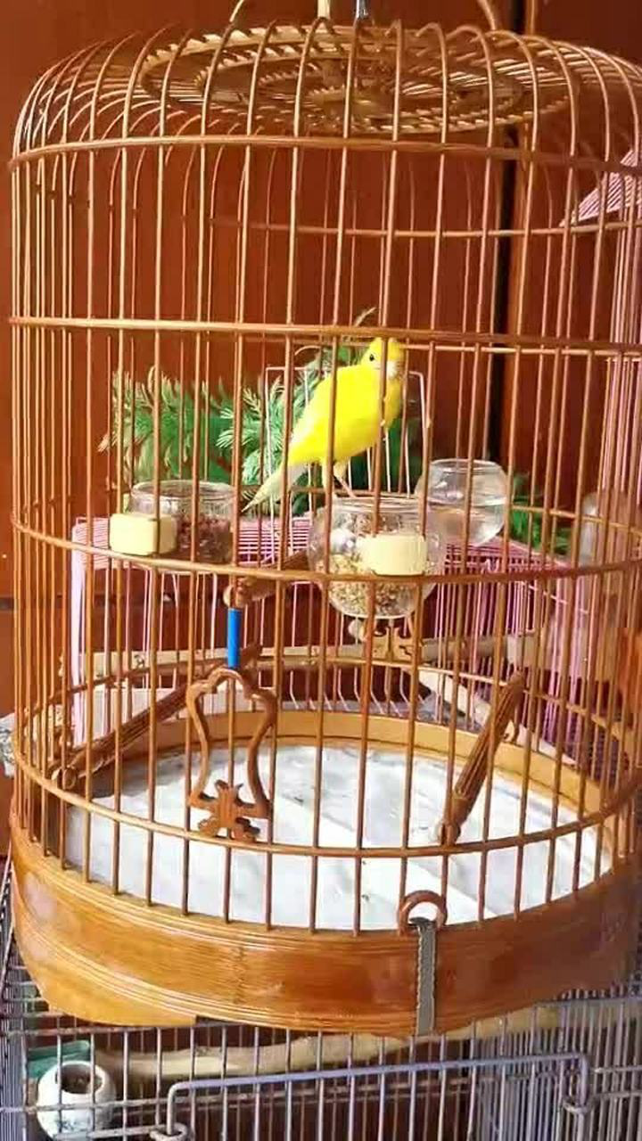 金丝雀的叫声真是太好听了而且长的还很漂亮