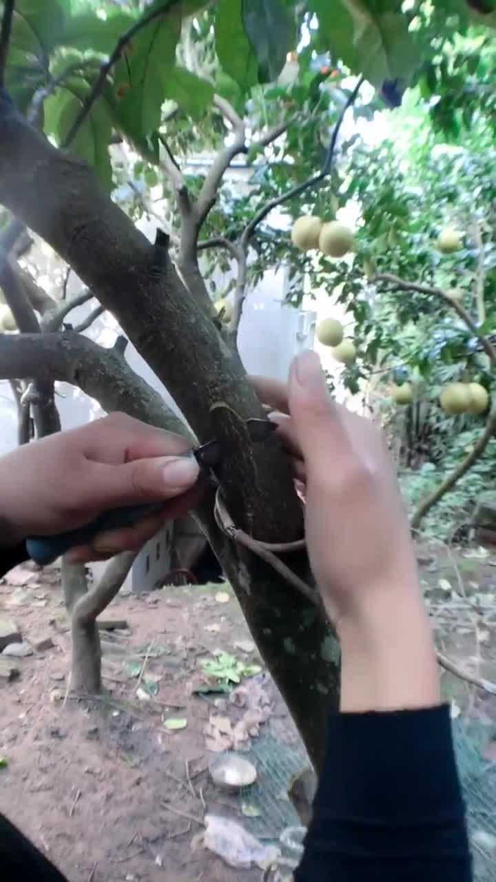 柚子树的嫁接来这里告诉你重点一定要看哦