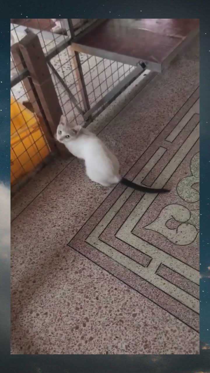 潮汕奇猫潮汕成格猫之雪里拖枪新引进的种母尾巴太给力了